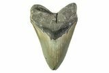 Serrated, Fossil Megalodon Tooth - North Carolina #354475-1